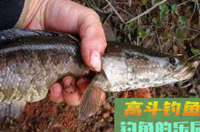 秋天钓黑鱼，懂行的人从不乱来！按我说的钓爆护