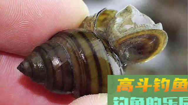 春末夏初如何钓黑坑青鱼,通过天气、鱼情、饵料等解析 春末夏初如何钓黑坑青鱼,通过天气、鱼情、饵料等解析