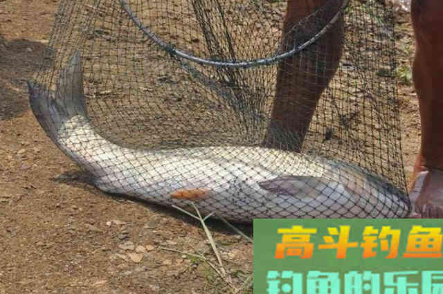 草鱼只需按我说的钓,天气再冷也照样狂拔 草鱼只需按我说的钓,天气再冷也照样狂拔