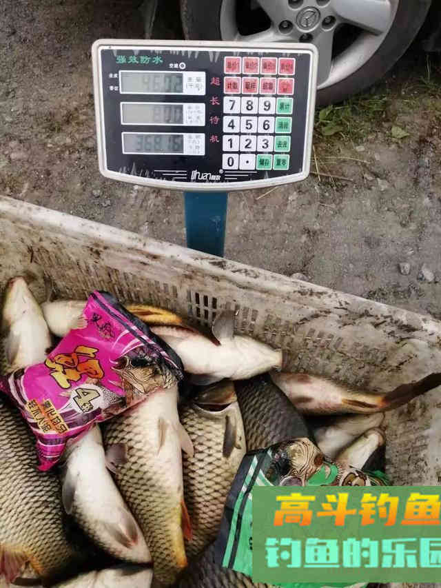 混合塘中直取鲤鱼，这4点尤其要注意