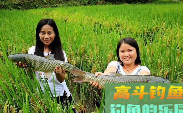 掌握这几个要领，进入秋季之后，依然可以飞铅浮钓大草鱼