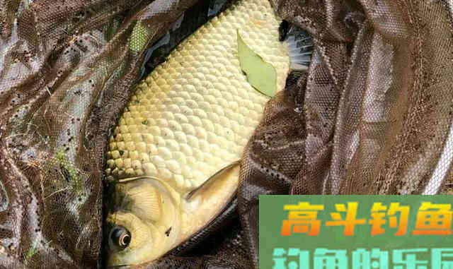 冬钓鲫鱼这些小技巧你要知道,别总是老一套 冬钓鲫鱼这些小技巧你要知道,别总是老一套