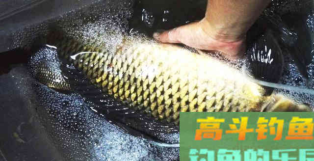 钓鲤鱼记住这几点,钓鱼不再难,爱钓鱼的别错过 钓鲤鱼记住这几点,钓鱼不再难,爱钓鱼的别错过