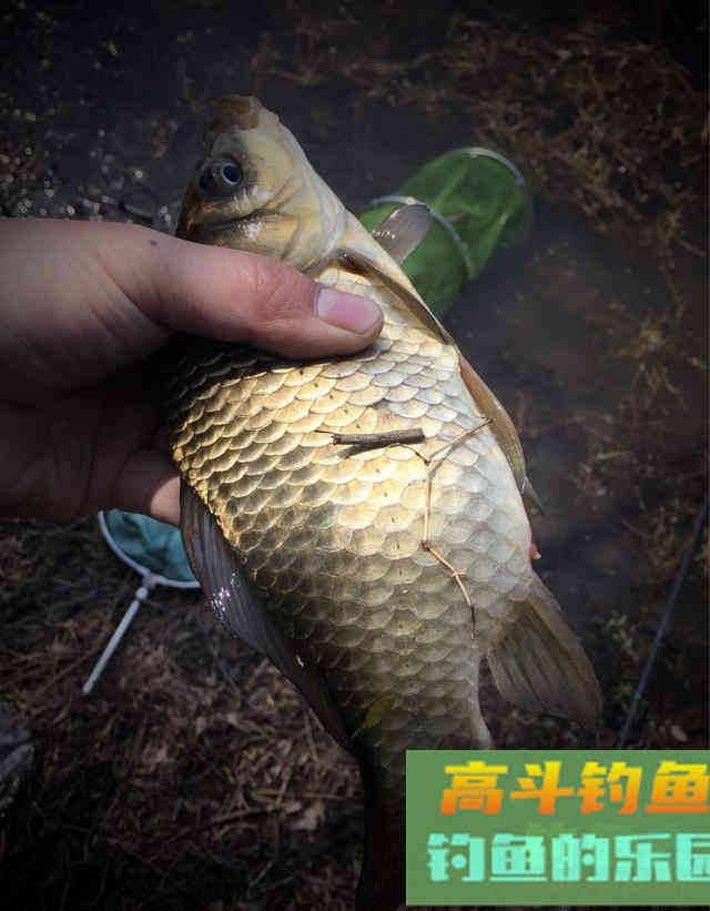 老钓友分享野钓鲫鱼攻略