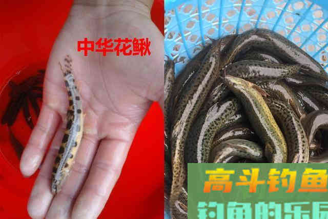 不要把这几种鱼弄错，和保护鱼种区别很小，避免惹麻烦