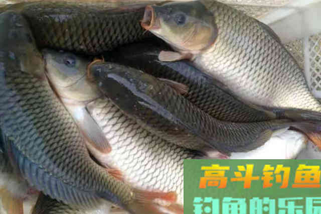 关于传统&ldquo;冬钓鲫&rdquo;的心得体会