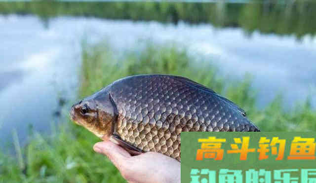 水深4-5米怎么才能钓上鲫鱼？我来教你