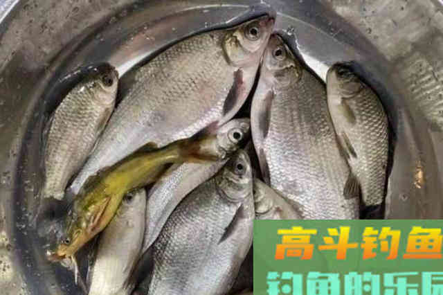 热天只需用这鳊鱼钓法，上鱼不要太快