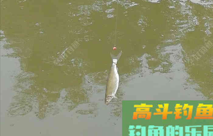 野钓鲫琐碎事闲谈,夏季野钓鲫鱼技巧合集 野钓鲫琐碎事闲谈,夏季野钓鲫鱼技巧合集
