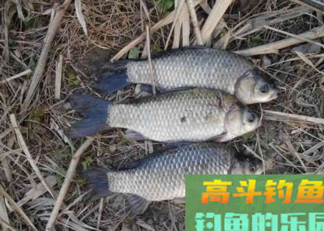 冬季钓鲫鱼,需要钓友牢牢记住的3个钓法技巧 冬季钓鲫鱼,需要钓友牢牢记住的3个钓法技巧