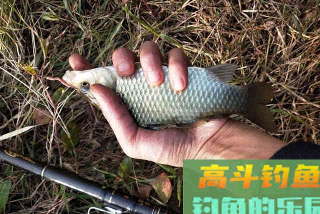 野钓时鲫鱼不开口，温差不太大，用这几招轻松应对