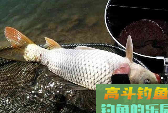 专钓鲤鱼的药酒，好钓鱼教你配