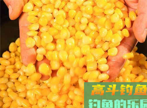 自然水域的野生草鱼,在秋季该如何作钓呢 自然水域的野生草鱼,在秋季该如何作钓呢