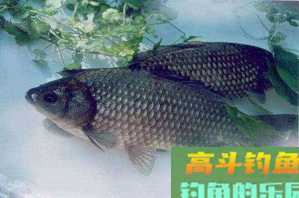 常说的土鲫、工程鲫、大板鲫,是属于什么品种的鲫鱼 常说的土鲫、工程鲫、大板鲫,是属于什么品种的鲫鱼