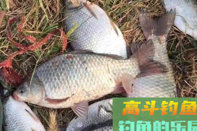 天热，大板鲫越来越难钓？熟记三句口诀，上鱼不要太快
