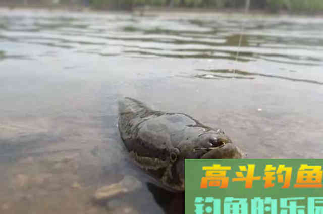 野钓黑鱼为啥不用蚯蚓饵？却选用小杂鱼的原因技巧
