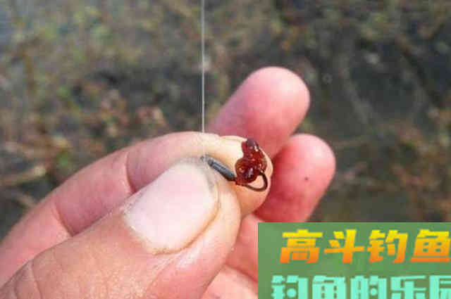 冬天一冷,大鲫鱼反而更好钓 冬天一冷,大鲫鱼反而更好钓