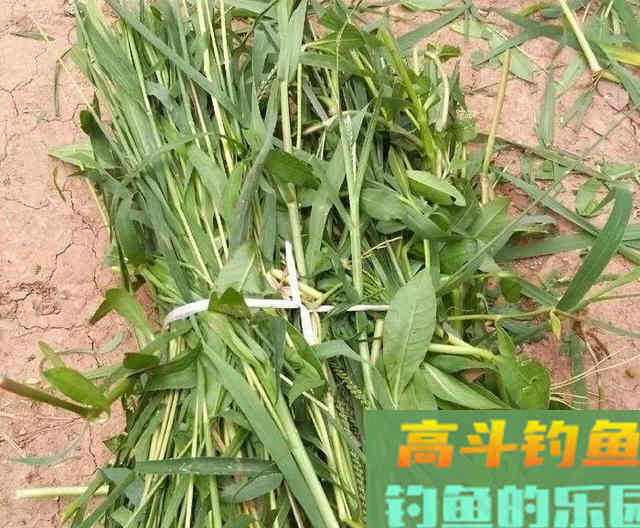 野生大草鱼,唯独这种传统钓法才好使 野生大草鱼,唯独这种传统钓法才好使