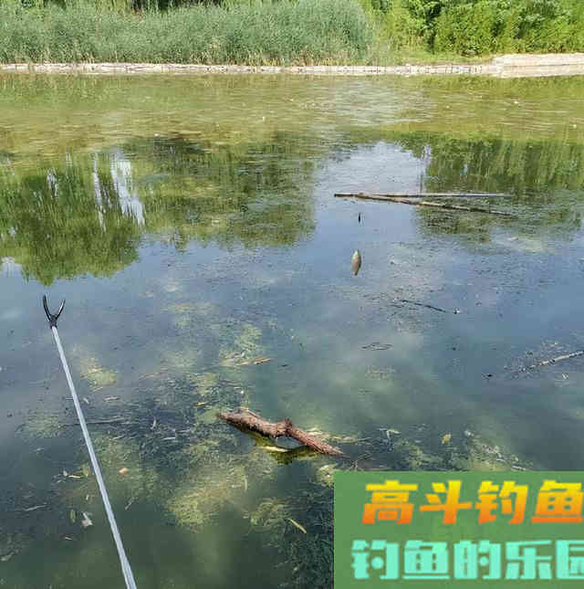 冬季野钓大鲫鱼,学会四项独门绝技 冬季野钓大鲫鱼,学会四项独门绝技