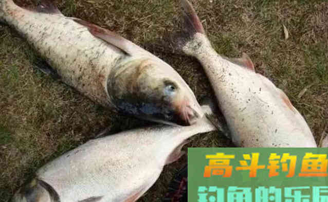 冬天鲢鳙好钓吗？好钓鱼告诉你