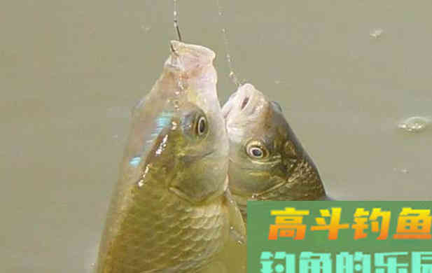 秋冬季节交替，正适合野外钓大鲫