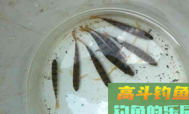 溪石斑鱼怎么钓?我来教你 溪石斑鱼怎么钓?我来教你