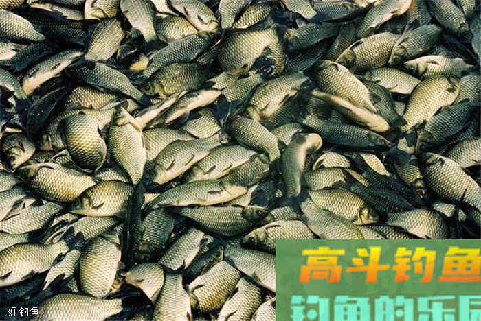 野钓鲫鱼,不同钓法的选择技巧 野钓鲫鱼,不同钓法的选择技巧