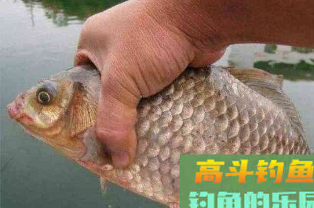 不瞒你说,热天狂拉大板鲫的秘诀都在这 不瞒你说,热天狂拉大板鲫的秘诀都在这