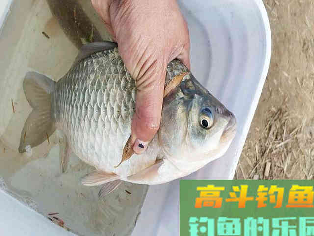 冬季钓鲫鱼，掌握这些技巧，渔获不发愁