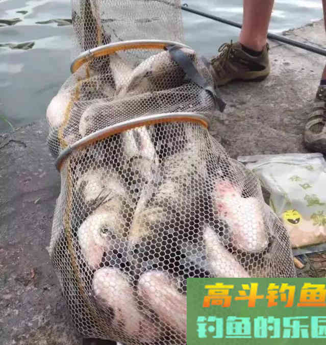 鲢鳙好不好钓？答案：好钓