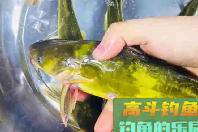 黄颡鱼也能钓到爆护