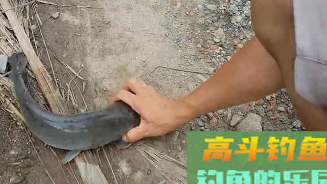 钓胡子鲶,就用这几种饵 钓胡子鲶,就用这几种饵