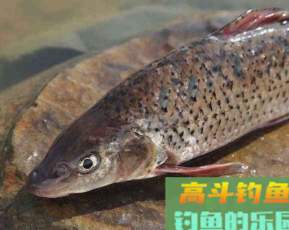 花姑娘鱼，难点在于钓法，详解野钓稀缺鱼种花鮕