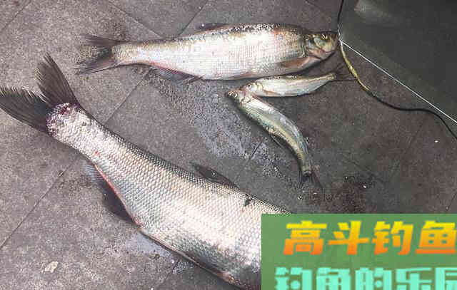 冬天钓翘嘴就用这种钓法 冬天钓翘嘴就用这种钓法