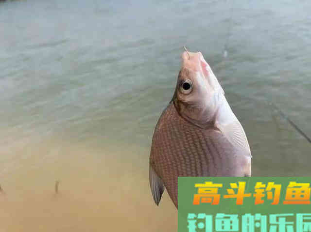鳊鱼并不傻，要想钓好它得了解5个小技巧