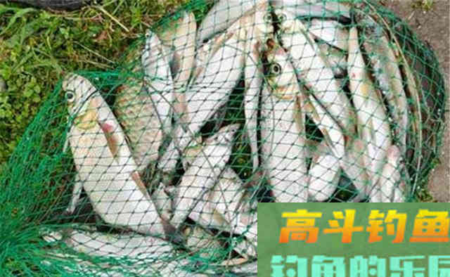 仲秋时节钓翘嘴,要用这种动态的钓法,翘嘴狂拉 仲秋时节钓翘嘴,要用这种动态的钓法,翘嘴狂拉