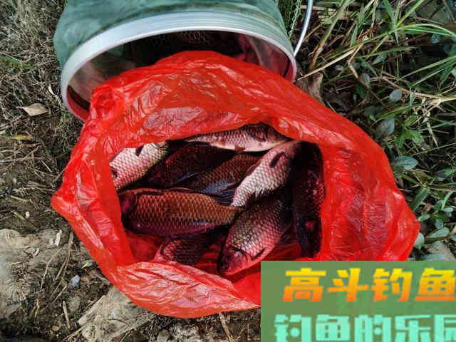 野钓时小鲫鱼闹窝太厉害,用这几招,中钩的都是大鲫鱼 野钓时小鲫鱼闹窝太厉害,用这几招,中钩的都是大鲫鱼