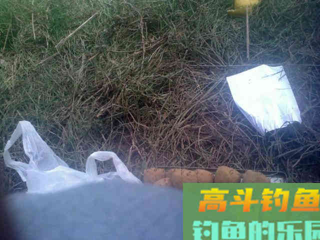 老司机分享多年钓鲢鳙的经验 老司机分享多年钓鲢鳙的经验
