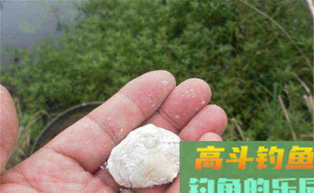 鲫鱼不爱咬钩?是时候给饵料加个鸡蛋了 鲫鱼不爱咬钩?是时候给饵料加个鸡蛋了