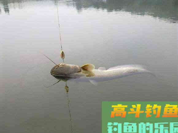 山鲶鱼的习性，垂钓需要注意的事项等