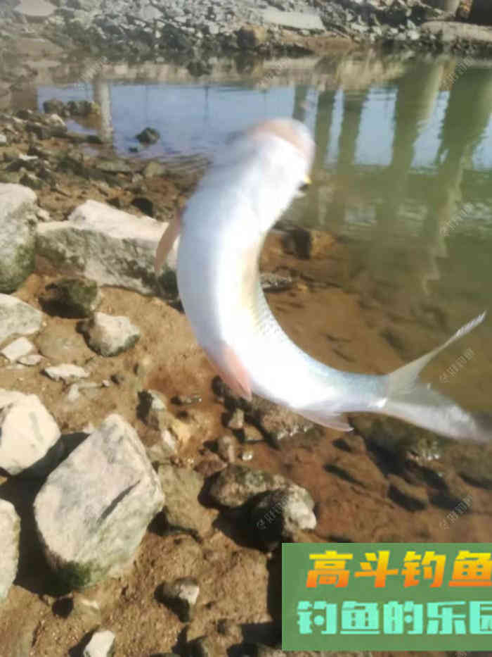 南方罗非鱼，土鲮如何钓？这样钓收获满满的