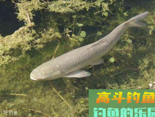 野钓怎样钓青鱼？需知道青鱼习性及对应的垂钓技巧