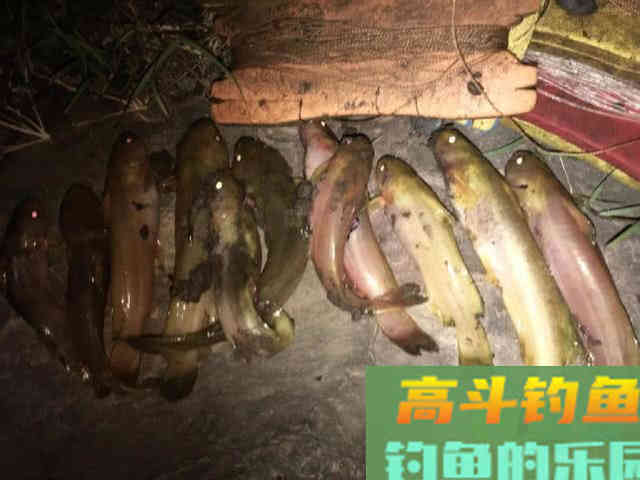 浑水钓黄颡的方法，特有效