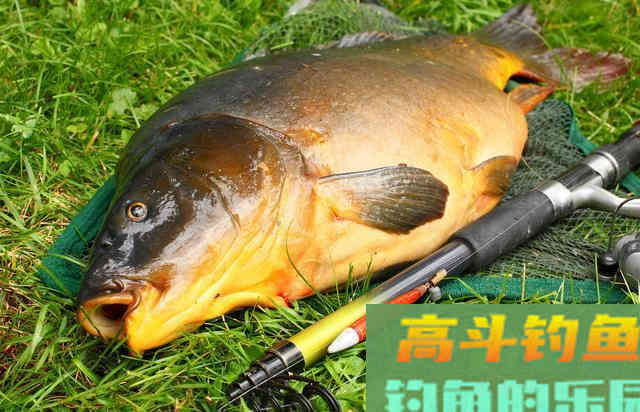 源于英国的鲤鱼钓法,为什么针对国内大鱼也有效 源于英国的鲤鱼钓法,为什么针对国内大鱼也有效