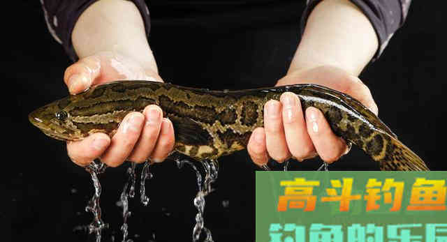 国内都无法成年的黑鱼,到了美国却成为了淡水霸王 国内都无法成年的黑鱼,到了美国却成为了淡水霸王