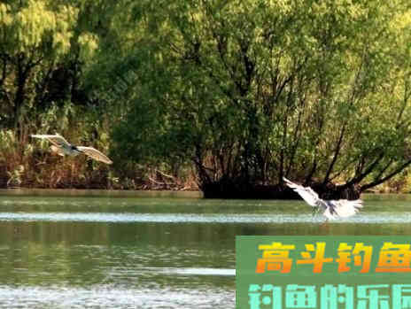 鲫鱼的五个截口表现,与秋季如何钓好大鲫鱼 鲫鱼的五个截口表现,与秋季如何钓好大鲫鱼