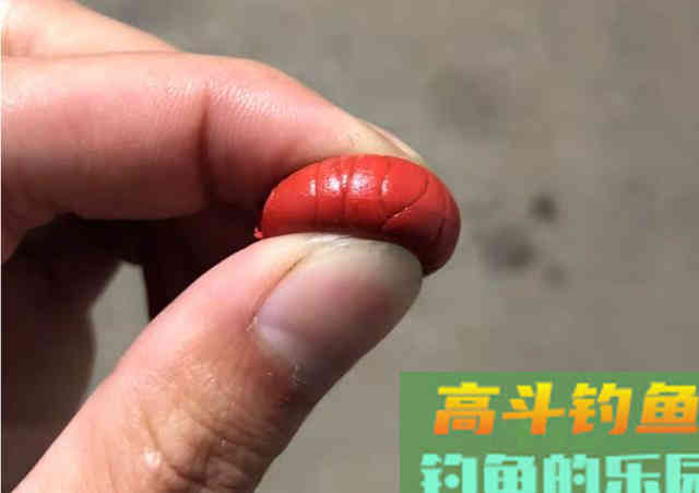 黑坑钓青鱼都在用这种珠珠假饵为何比真饵还受欢迎 黑坑钓青鱼都在用这种珠珠假饵为何比真饵还受欢迎