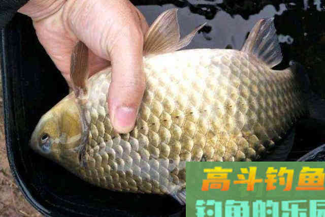 冬天板鲫特难钓？试试这3个套路