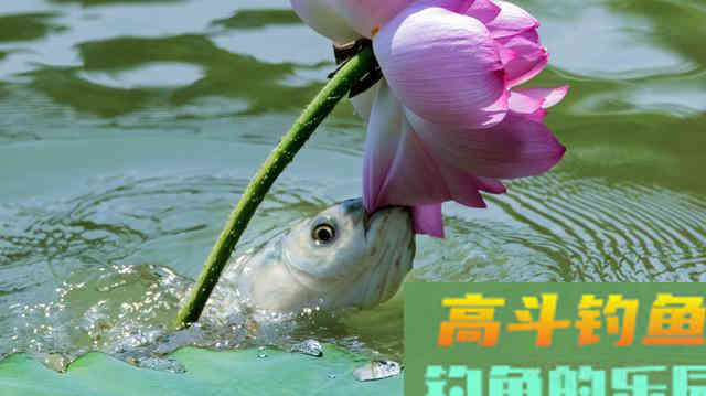 常用的三种草鱼钓法,用饵和思路还上另有篇章 常用的三种草鱼钓法,用饵和思路还上另有篇章