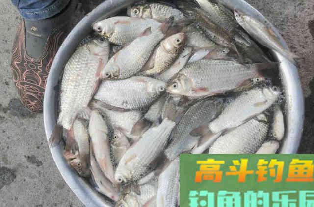 秋钓鲫鱼,需要钓友细心留意的一些钓法技巧 秋钓鲫鱼,需要钓友细心留意的一些钓法技巧